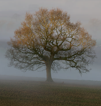 Spring Pheasant Tree This landscape photograph captures the Spring Pheasant Tree, a prominent deciduous tree standing alone in a rural field as dawn breaks in early spring. The tree's branches are bare, indicating the season, and the surrounding area is enveloped in mist that adds a soft, diffused quality to the morning light. Multiple trees are visible in the distance, their outlines softened by the mist, contributing to the tranquil rural atmosphere. The scene highlights the transitional beauty of spring at dawn, with the delicate interplay between the trees, mist, and open countryside.